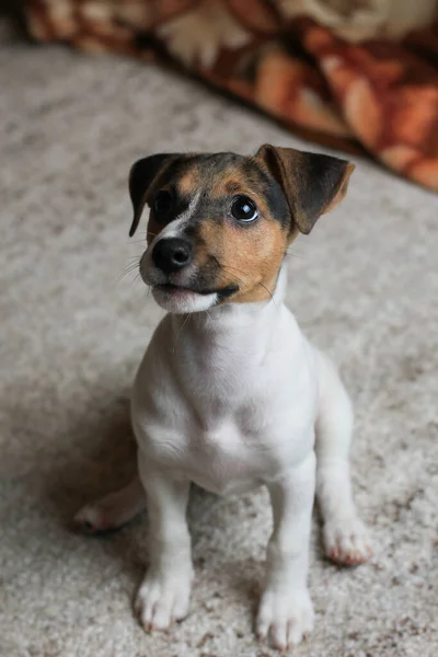 Hem Livsstil Porträtt Rolig Lycklig Valp Jakthund Jack Russell Terrier — Stockfoto