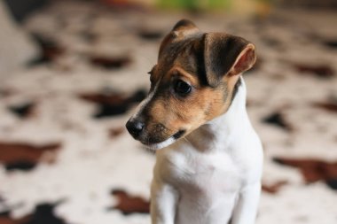 Mutlu komik bir köpek yavrusunun ev hayatı portresi. Av köpeğinin cinsi Jack Russell Terrier 'dir. Sade atmosfer
