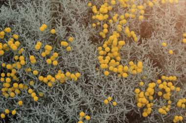 Şehir ortamında çiçeklerle süslenmiş. Tonlanmış bir geçmiş. Yakın çekim, seçici odaklanma.