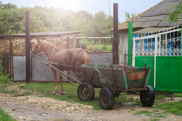 Harnessed horse to the cart. Animal-drawn transport on a rural background, toned.