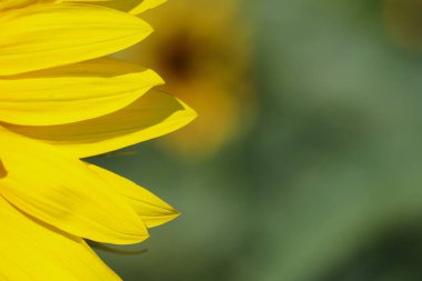 Ayçiçeği taç yaprakları ile bulanık arkaplan, kopyalanmış boşluk.