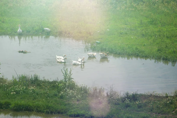 Geeseは暑い夏の朝に村の川で泳ぐ 太陽の光でトーン — ストック写真