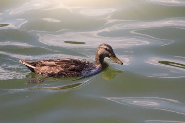 Dişi yaban ördeği. Temiz suda yansıyan bir ördeğin portresi. Ayarlanmış arkaplan.