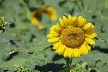 Yazın ayçiçeği. Güzel tarım endüstrisi geçmişi.