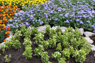 Çiçeklerle dolu güzel bir şehir. Yaşam kalitesini ve kentsel çevrenin iklimini geliştirmek için yeşil teknolojileri kullanmak.