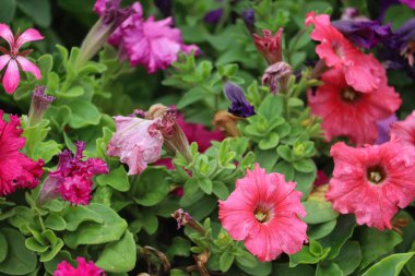Çiçeklerle dolu güzel bir şehir. Yaşam kalitesini ve kentsel çevrenin iklimini geliştirmek için yeşil teknolojileri kullanmak.