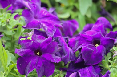 Çiçeklerle dolu güzel bir şehir. Yaşam kalitesini ve kentsel çevrenin iklimini geliştirmek için yeşil teknolojileri kullanmak.