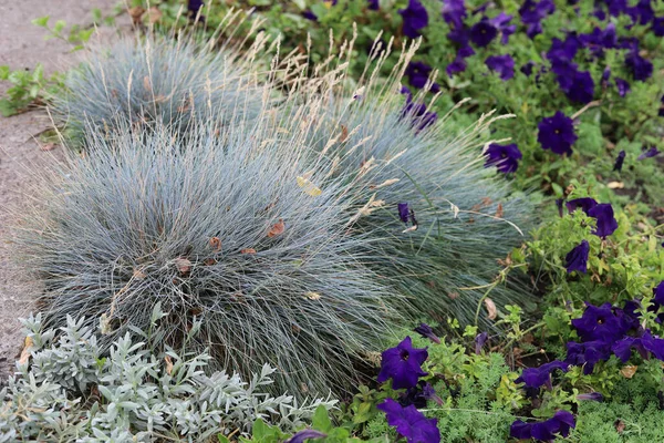 Césped Perenne Ornamental Para Mejora Del Jardín Medio Ambiente Urbano — Foto de Stock