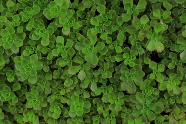 Bahçe ve kentsel çevre gelişimi için uzun ömürlü çimenler. Modaya uygun peyzaj.