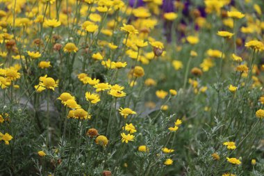Çiçeklerle dolu güzel bir şehir. Yaşam kalitesini ve kentsel çevrenin iklimini geliştirmek için yeşil teknolojileri kullanmak.