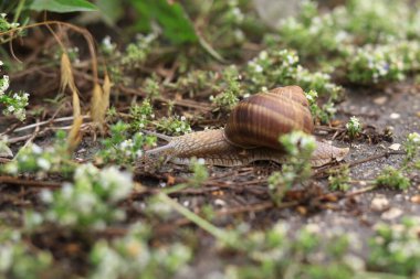Yağmur sonrası doğal ortamında salyangoz.