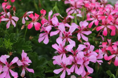 Çiçeklerle dolu güzel bir şehir. Yaşam kalitesini ve kentsel çevrenin iklimini geliştirmek için yeşil teknolojileri kullanmak.