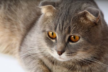 Hafif bir arka planda şişman bir İskoç kedisinin ağzı.