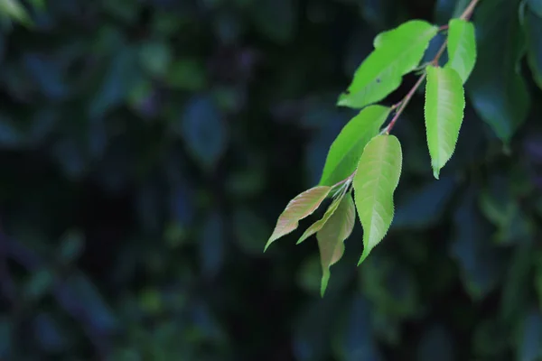 Ветка Пожелтевшими Листьями Осенний Абстрактный Фон — стоковое фото