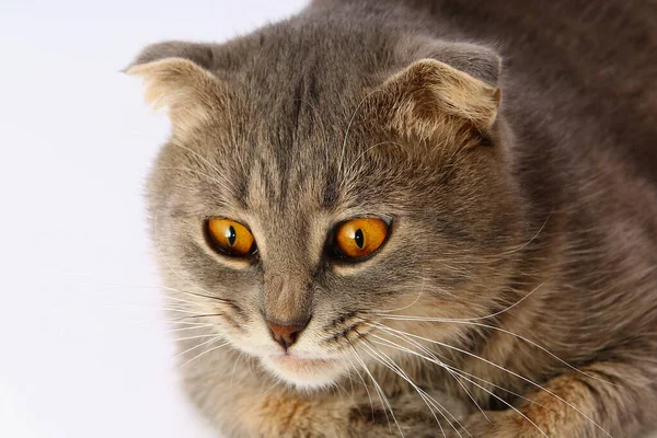 Bocal Gato Escocês Gordo Dobre Fundo Leve — Fotografia de Stock