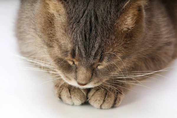Muzzle of a fat Scottish Fold cat on a light background. Cute sleeping nicely folded paws.