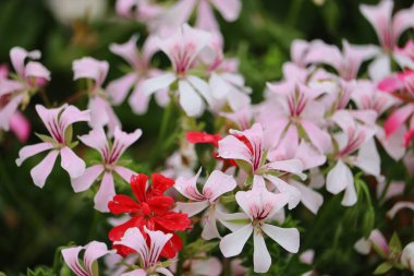 Çiçeklerle dolu güzel bir şehir. Yaşam kalitesini ve kentsel çevrenin iklimini geliştirmek için yeşil teknolojileri kullanmak.