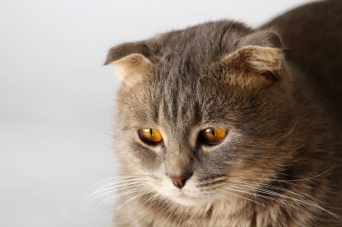 Hafif bir arka planda şişman bir İskoç kedisinin ağzı.