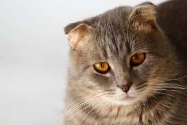 Hafif bir arka planda şişman bir İskoç kedisinin ağzı.