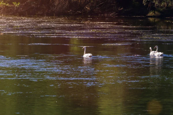 Лебеді Річці Їхньому Природному Середовищі Проживання Тло — стокове фото