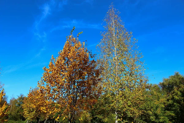 秋天的背景 绿树成荫 — 图库照片