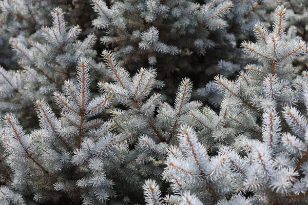 Fluffy Thorny Branches Blue Spruce Background — Stock Photo, Image