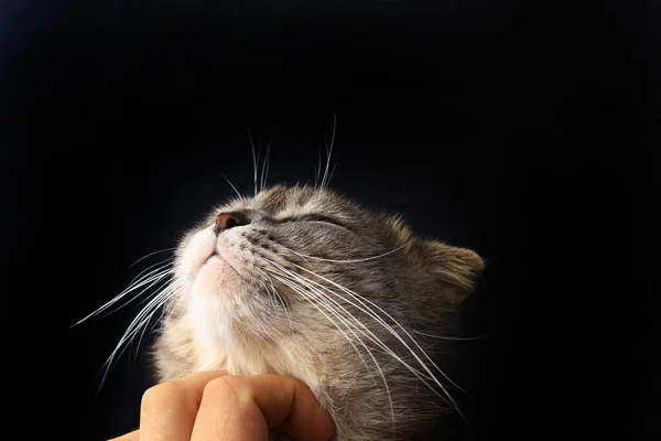 Kapalı gözlü İskoç kedisi şefkatin tadını çıkarır. Siyah arkaplan, koyu alçak tuş.
