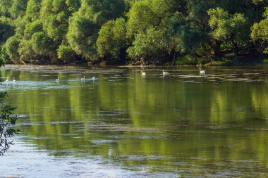 Nehirdeki kuğular doğal ortamlarında. Arkaplan