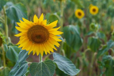 Yazın ayçiçeği. Seçici odaklanma. Bulanık arkaplan