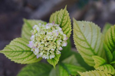 Şehirde çiçek tarhında dekoratif çiçekler. Bulanık arkaplan ile seçmeli odak.