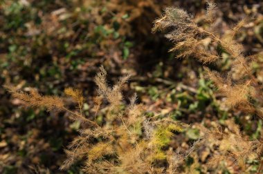 Tüylü bitkilerle vahşi orman doğasının soyut arka planı. Seçici odak.