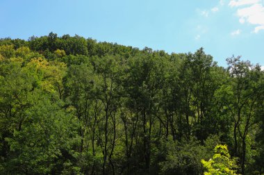Sıcak bir yaz gününde, arka planda güzel vahşi orman.