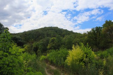 Sıcak bir yaz gününde, arka planda güzel vahşi orman.