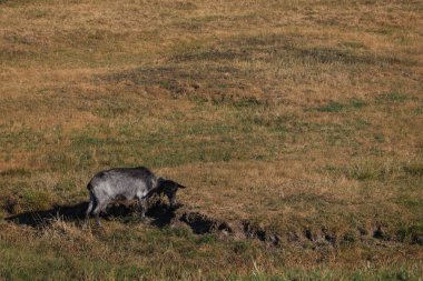 Güneşli bir yaz gününde bir keçi çayırda otlar. Metin için yeri olan arkaplan