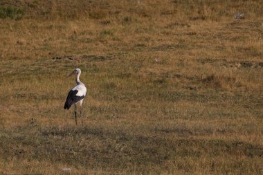 Sıcak bir yaz gününde bir leylek otlakta ya da tarlada yürür..