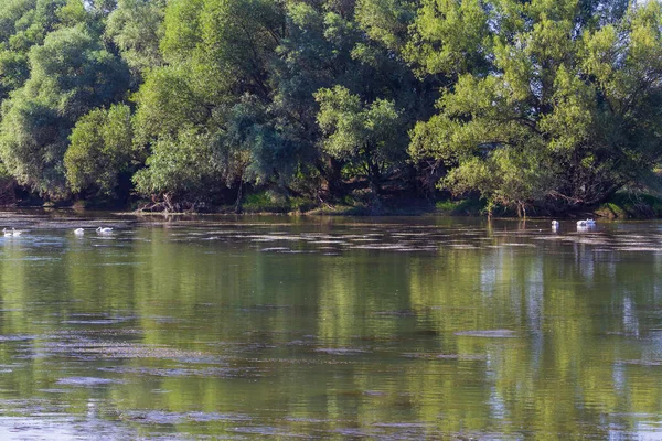 Лебеді Річці Їхньому Природному Середовищі Проживання Тло — стокове фото