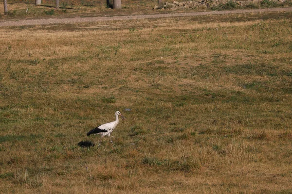 Ein Storch Spaziert Einem Heißen Sommertag Über Eine Weide Oder — Stockfoto