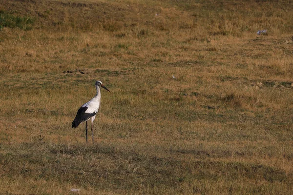 Ein Storch Spaziert Einem Heißen Sommertag Über Eine Weide Oder — Stockfoto