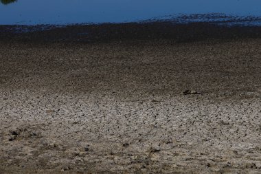 Zayıf bir yılda şiddetli kuraklıkta, verimli toprağın kara yüzeyi çatlamış. Özenle seçilmiş bir geçmişi var.