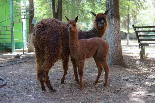 Lama Och Unge Suddig Bakgrund Gården Ett Sydamerikanskt Kameldjur Med — Stockfoto