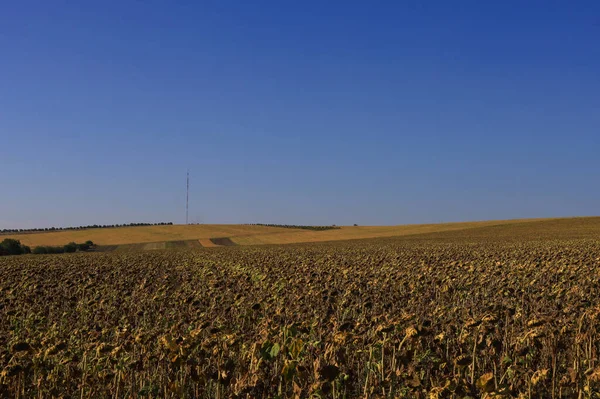 Rustikaler Landwirtschaftlicher Hintergrund Auf Offenem Feld Außerhalb Der Stadt — Stockfoto