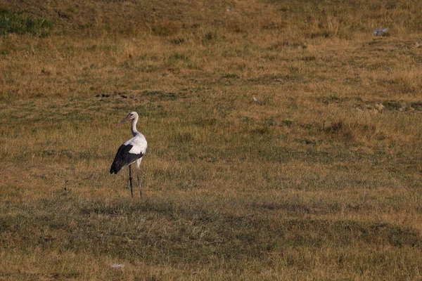 Ein Storch Spaziert Einem Heißen Sommertag Über Eine Weide Oder — Stockfoto