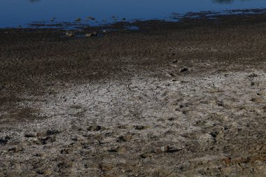 Zayıf bir yılda şiddetli kuraklıkta, verimli toprağın kara yüzeyi çatlamış. Özenle seçilmiş bir geçmişi var.