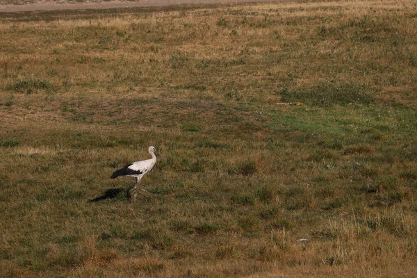 Ein Storch Spaziert Einem Heißen Sommertag Über Eine Weide Oder — Stockfoto