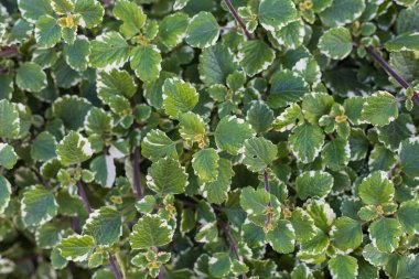 Arkaplanı bulanık ve seçici odaklı süs bitkisinin yeşil yapraklarının soyut arkaplanı.