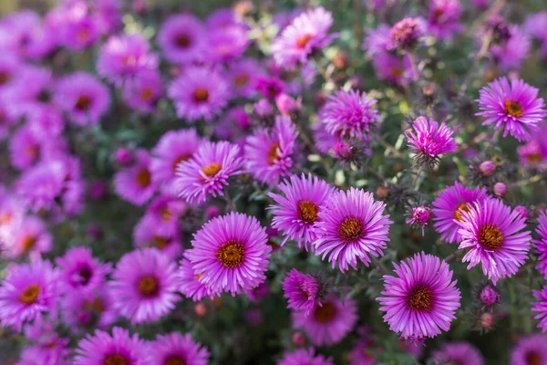 Ein Sehr Schönes Blumenbeet Landschaftspflege Und Begrünung Der Umwelt Abstrakter — Stockfoto