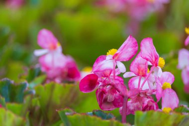 Çok güzel bir çiçek yatağı. Çevre düzenlemesi ve yeşillendirmesi. Güzel yeşil kentsel alanın resmedilmesi için soyut arkaplan.