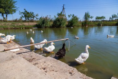 Ördekli gölet. Balık çiftliği için bir yer. Arkaplan