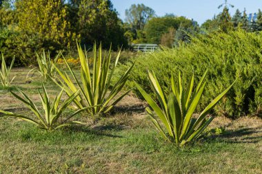 Güzel düzenlenmiş kamusal alanı olan soyut bir arkaplan. Mükemmel peyzajı olan bir şehir parkı. Çevre dostu iyi bir şehir ortamı. Seçici odak