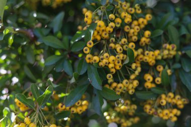 Hawthorn meyveleri güneşte olgunlaşır. Seçici odak arkaplanı